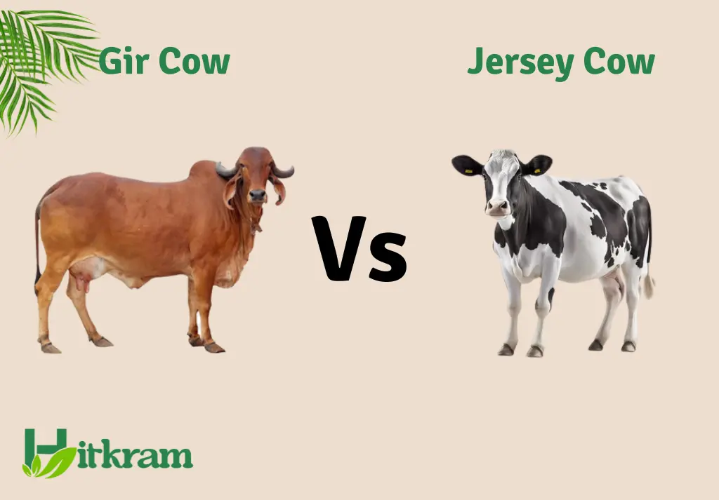 gir-cow-vs-jersey-cow-understanding-a2-cow-ghee